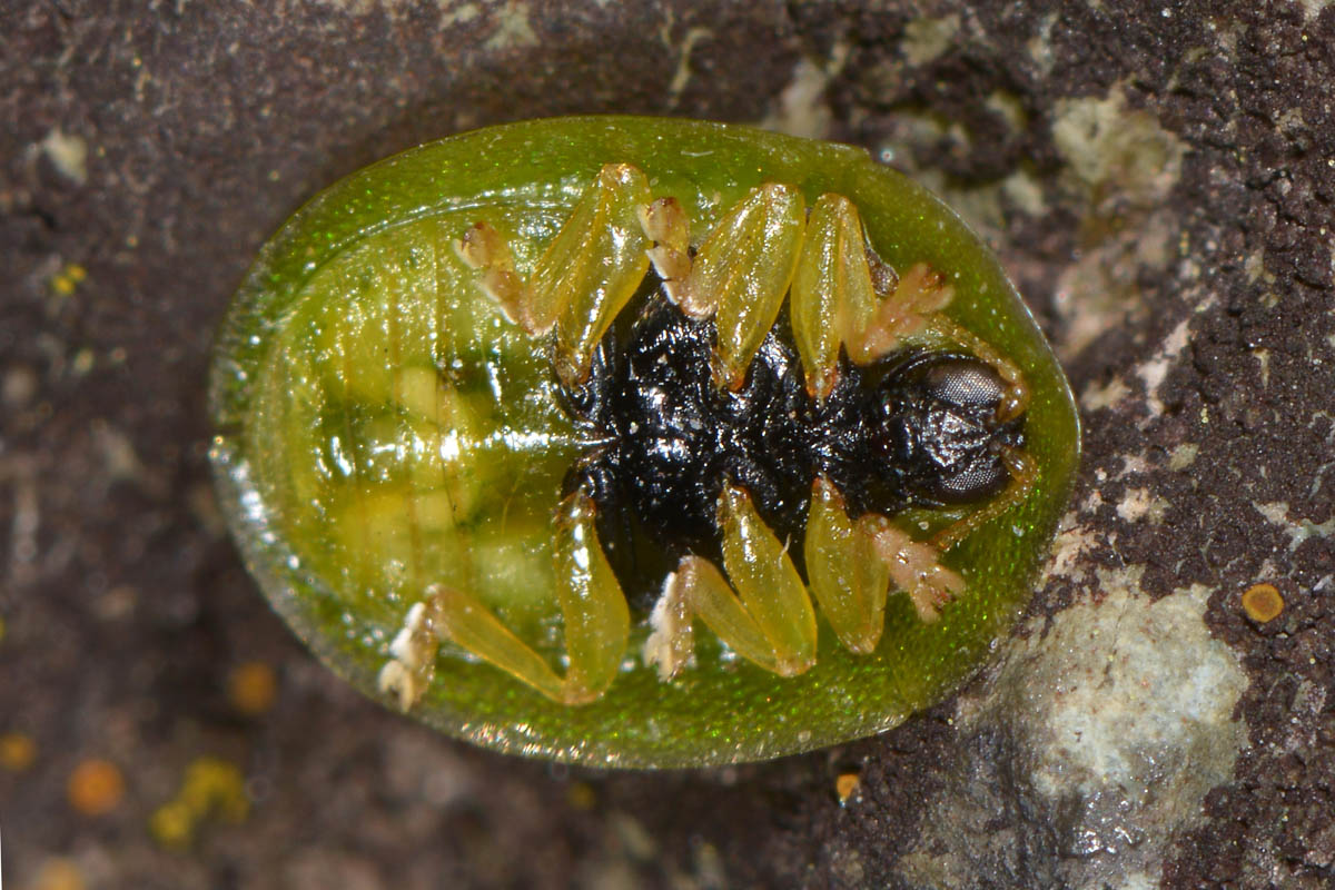 Chrysomelidae: Cassida hemisphaerica?....Cassida cfr. hemisphaerica